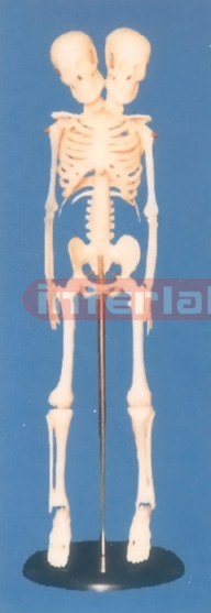 45 CM TALL, ADULT BONECOLOUR SKELETON (DOUBLE HEADS)